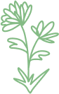 Illustration of a simple green floral design with two flowers and leaves on a stem.