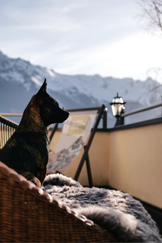 Ein kleiner Hund sitzt auf einem Korbstuhl, der mit einer weichen grauen Decke bedeckt ist, auf einem Balkon. Der Hund blickt auf die fernen schneebedeckten Berge unter einem klaren Himmel. Auf dem Balkongeländer stehen ein Gemälde und eine Laterne.