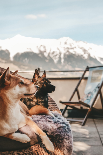 Two dogs relaxing on a cozy chair with blankets, gazing towards snow-capped mountains in the distance. A wooden deck chair is nearby on the patio, under a clear blue sky.