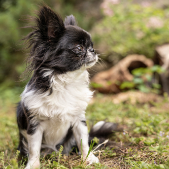 A small black and white long-haired Chihuahua sits on grass, looking to the side. The background is blurred with green foliage and tree bark, suggesting a garden setting.