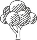 Illustration of a stylized tree with a thick trunk and round, layered foliage. The tree is depicted in shades of gray with diagonal lines adding texture to the leaves. The background is plain, highlighting the tree design.