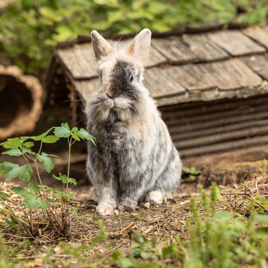 A fluffy rabbit with mixed gray and beige fur sits on the ground in front of a small wooden structure. Green plants surround it, with a blurred background of foliage, creating a tranquil scene thats as inviting as a Stay 7 nights, pay for 6 getaway.